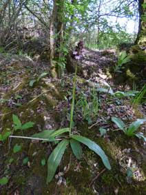 Orchis purpurea